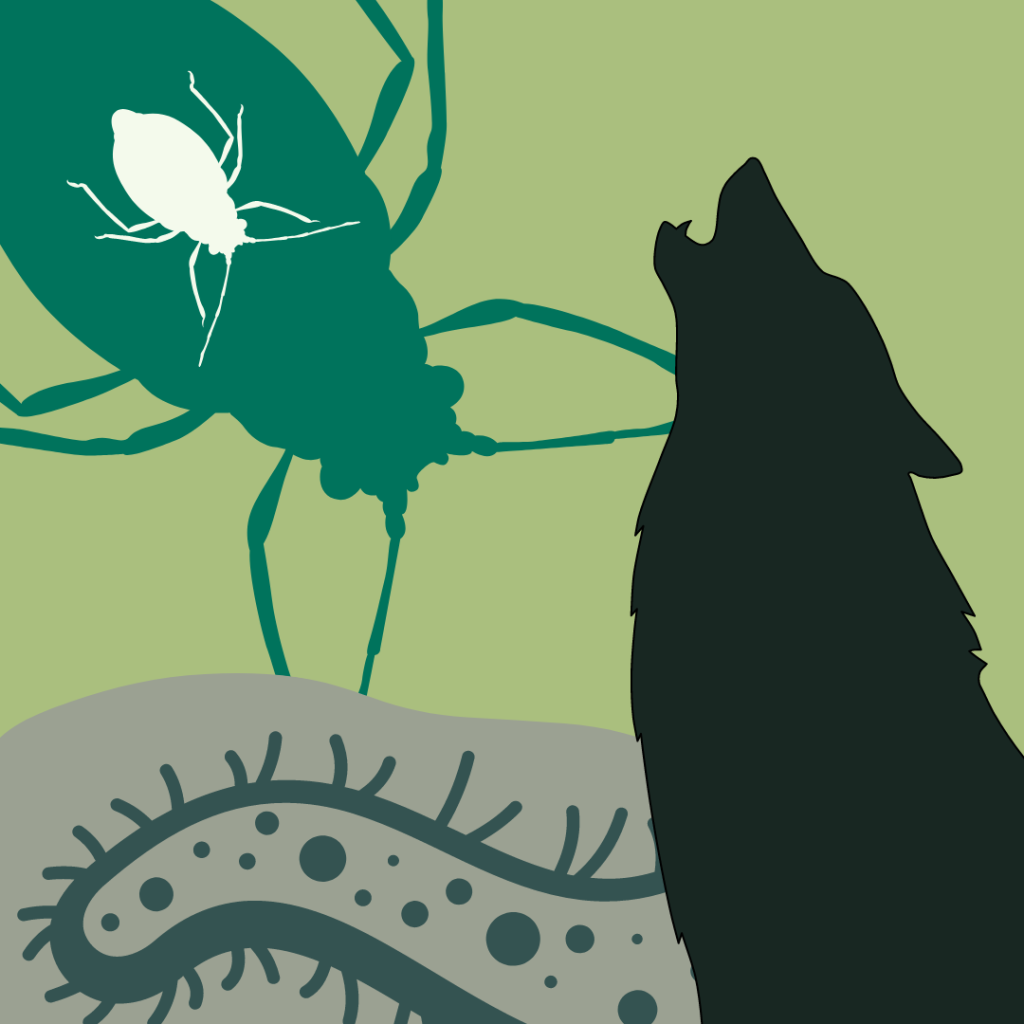 Sex,  bugs, and alpha wolves